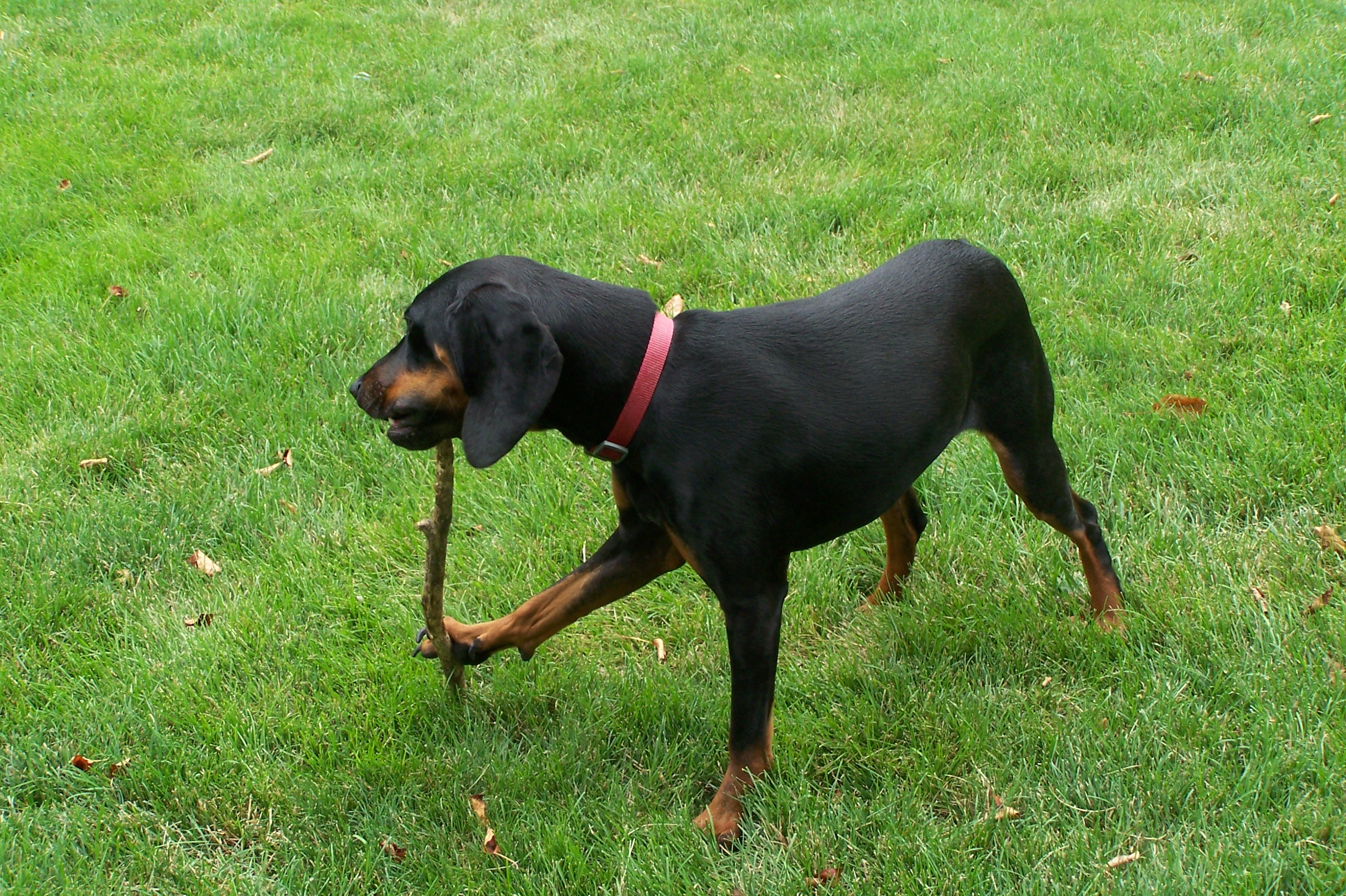 Scarlet chewing a stick
