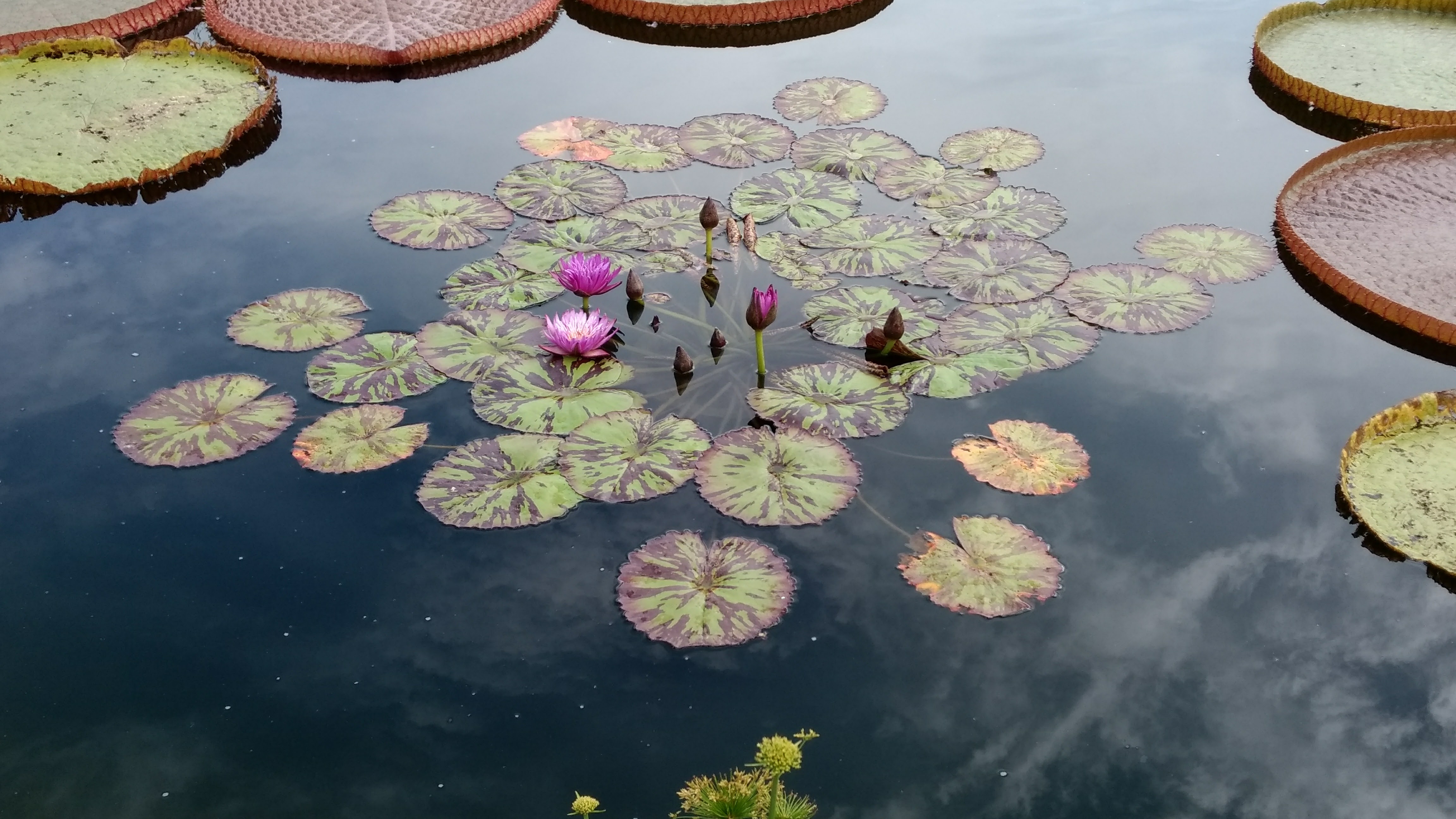 patch of lilly pads and flowers